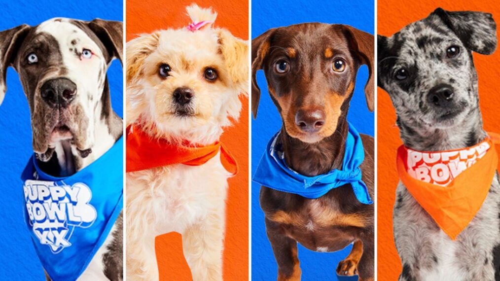 Puppy Bowl 2024 Meet 20th Anniversary Lineup of Adorable Players